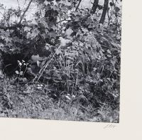 Ogden Robertson (1930-2004)