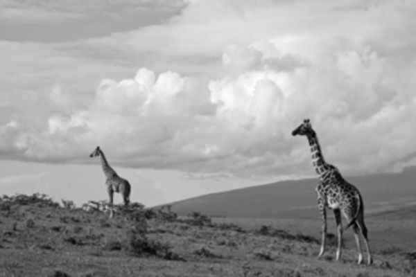 274 PAP'S TOURÉ Né en 1990
(Artiste photographe)