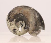 Polished Ammonite