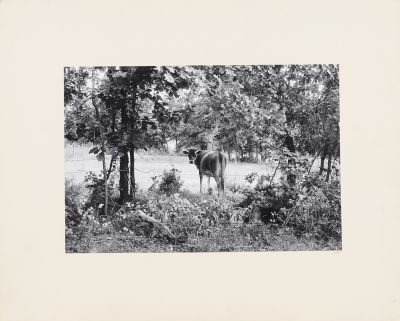 Ogden Robertson (1930-2004)